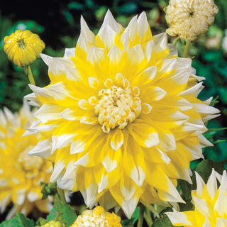 Decorative Dahlias