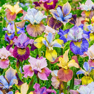 Peacock Butterfly Siberian Iris Mixture