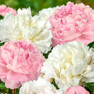 French Blend Peony Mixture