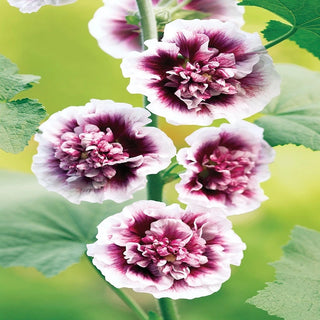 Crème De Cassis Hollyhock