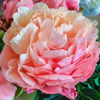 Pink Hawaiian Coral Peony