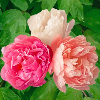 Pink Hawaiian Coral Peony