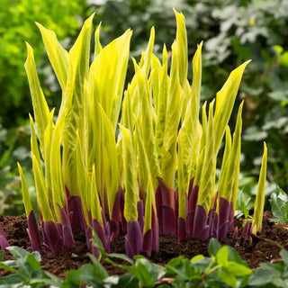 Lipstick Blonde Hosta