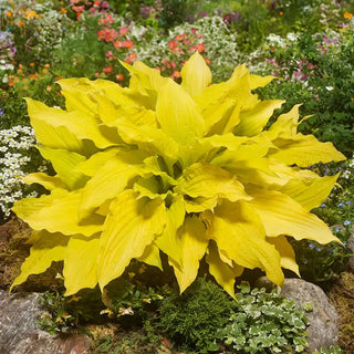 Lipstick Blonde Hosta