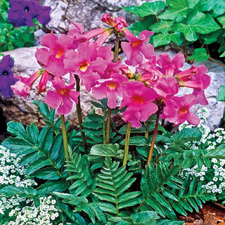 Flowering Fern