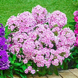 Candy Crush Bambini Phlox