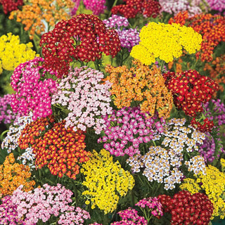 Rainbow Yarrow Mixture