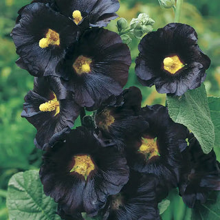 The Black Hollyhock