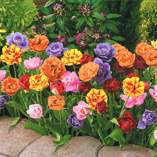 Peony Flowering Tulip Mixture