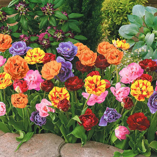 Peony-Flowering Tulip Mixture