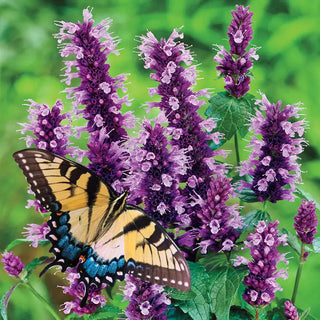 Black Adder Anise Hyssop