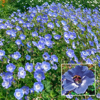 Rozanne Everblooming Geranium