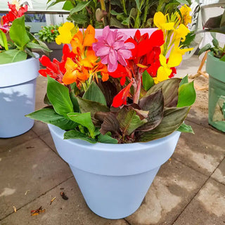 Dwarf Canna Mixture