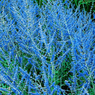 Blue Spire Russian Sage