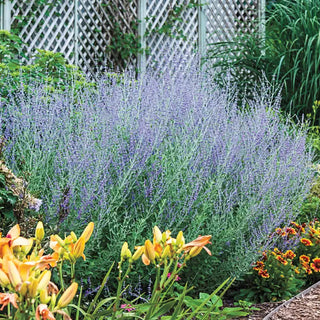 Blue Spire Russian Sage