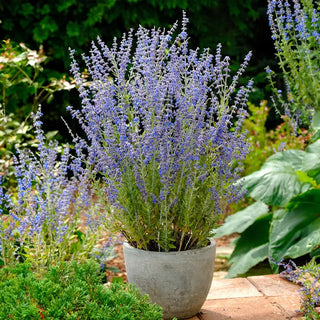 Blue Spire Russian Sage