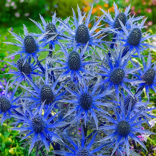 Big Blue Sea Holly