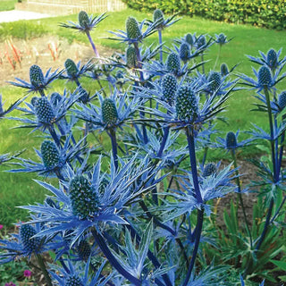 Big Blue Sea Holly