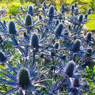 Big Blue Sea Holly