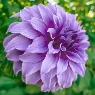 Vassio Meg Gos Dahlia