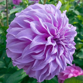 Vassio Meg Gos Dahlia