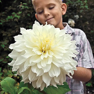 Fleurel Dinnerplate Dahlia