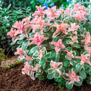 Pinky Sedum