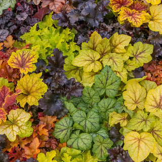 Heuchera Mixture