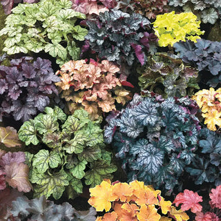 Heuchera Mixture