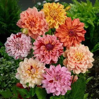 Dahlia Mixtures & Collections