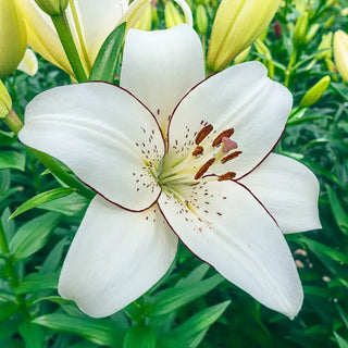 Eyeliner Lily