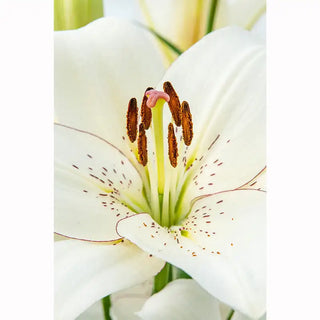 Eyeliner Lily