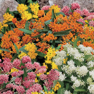 Asclepias Mixture