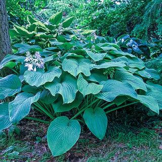 Kingsize Hosta