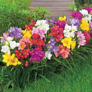 Double Freesia Mixture