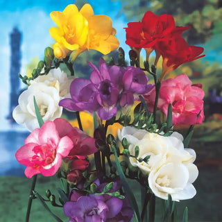 Double Freesia Mixture