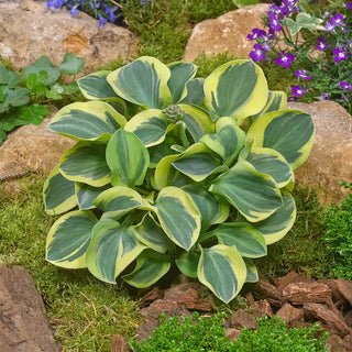 Mighty Mouse Mini Hosta