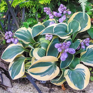 Mighty Mouse Mini Hosta