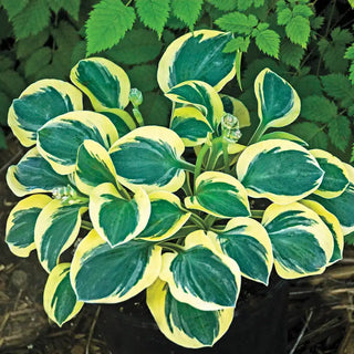 Mighty Mouse Mini Hosta