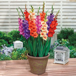 Glamini Gladiolus Mixture