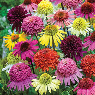 Hybridizers Coneflower Mixture 