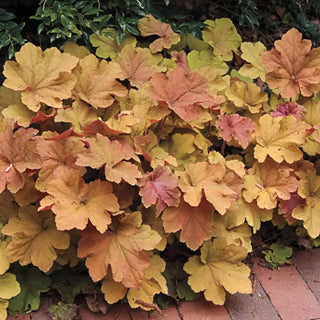 Mega Caramel Heuchera