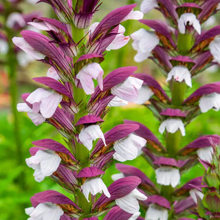 Morning Candle Acanthus