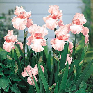 Pink Attraction Reblooming Bearded Iris