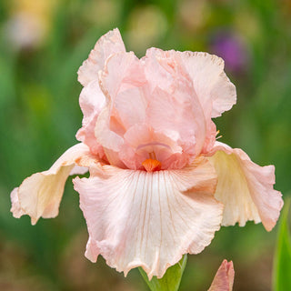 Pink Attraction Reblooming Bearded Iris