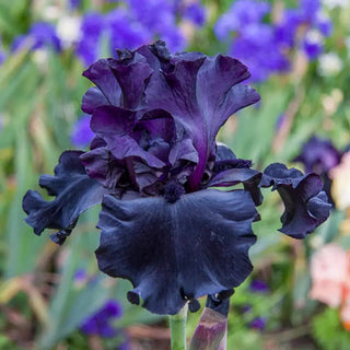 Black is Black Bearded Iris