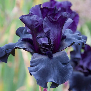 Black is Black Bearded Iris