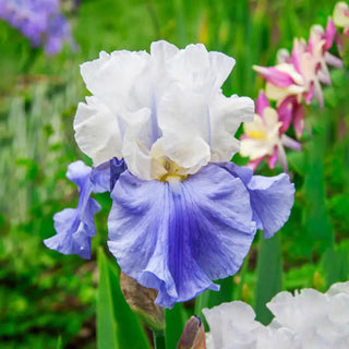 Stairway to Heaven Tall Bearded Iris