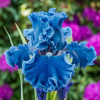 Bubbling Waves Bearded Iris