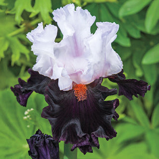 Starring Bearded Iris